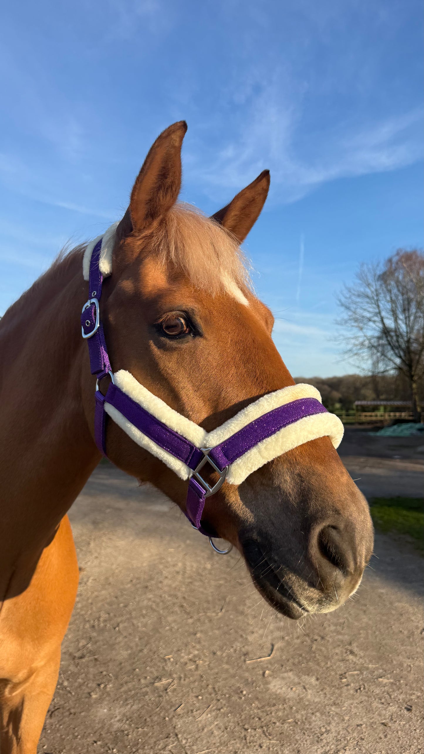 Licol Glitter Violet